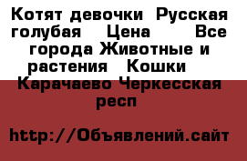 Котят девочки “Русская голубая“ › Цена ­ 0 - Все города Животные и растения » Кошки   . Карачаево-Черкесская респ.